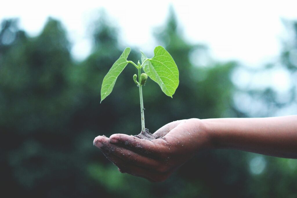 pexels-photo-1072824-1072824 A young sapling held in hands symbolizes growth and sustainability.